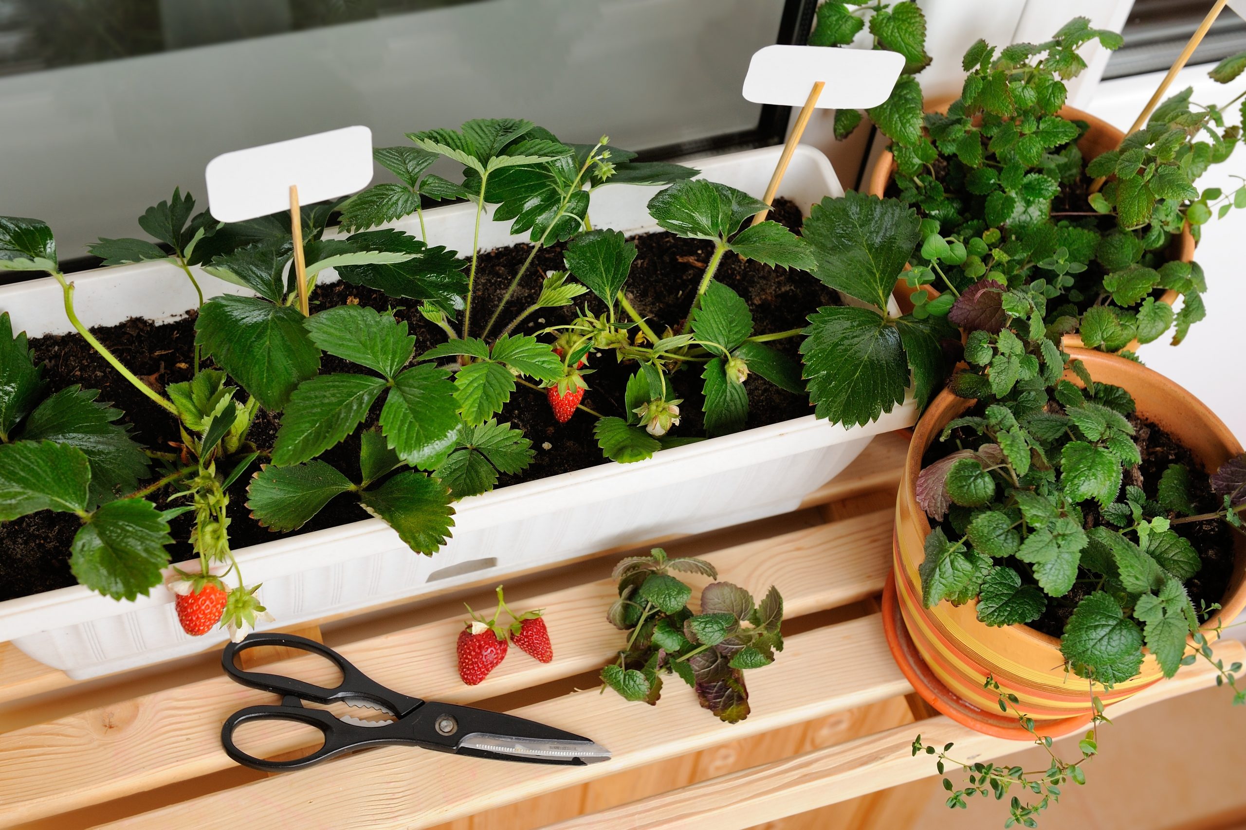 Can you grow fruit on your balcony?