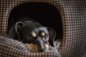 Dog bed – make it yourself step by step!