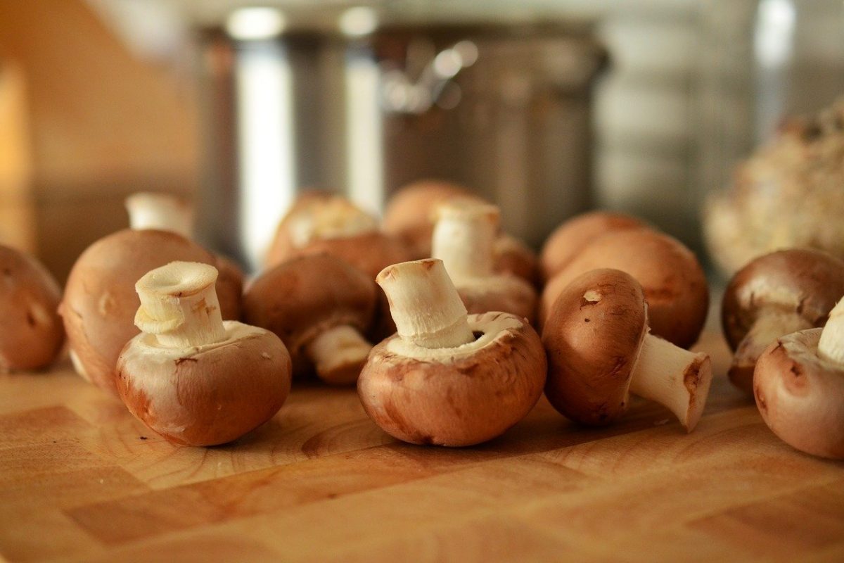 Fresh mushrooms. How to store them?