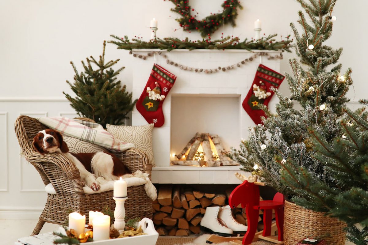 Take care of your Christmas tree so it will last through the holidays