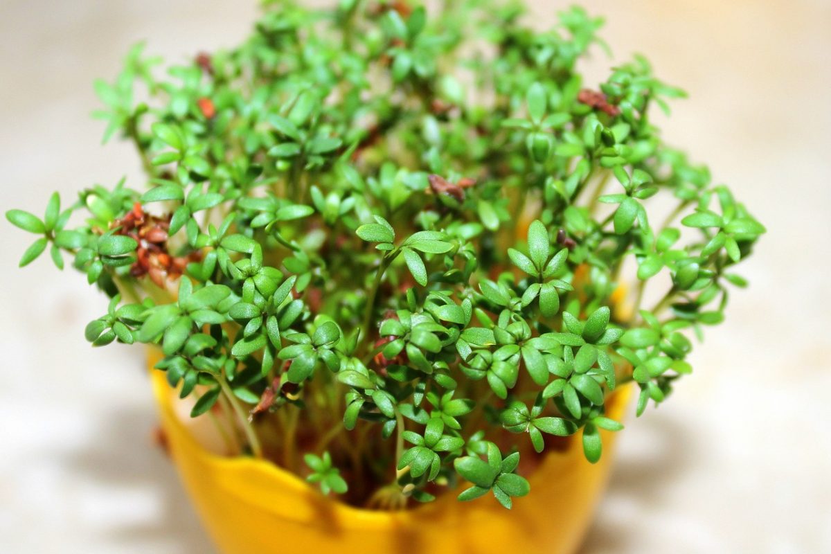 When and how to sow cress for Easter?