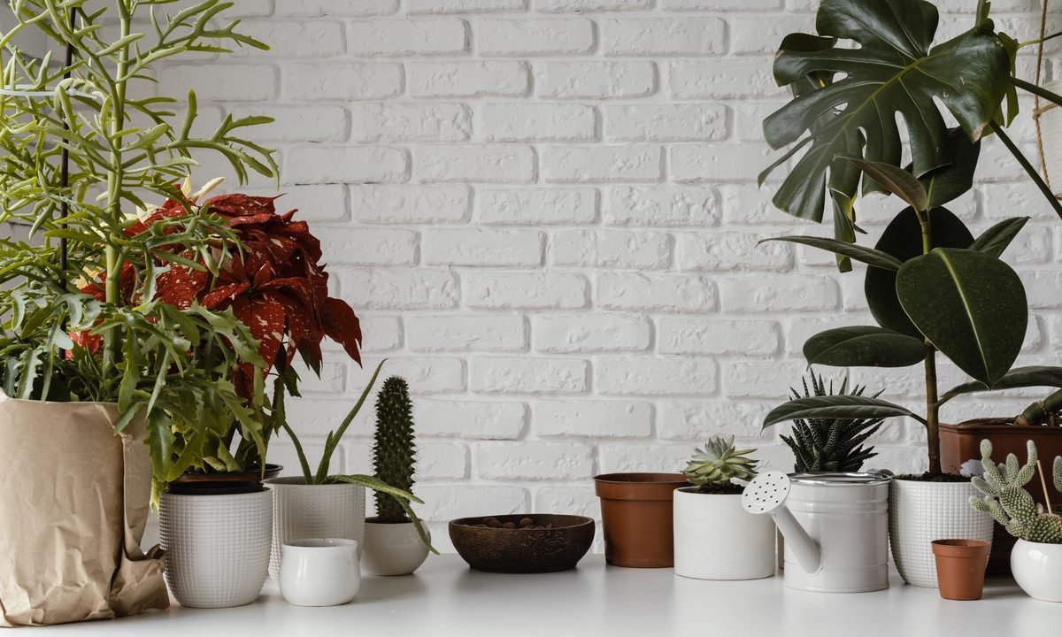 Plants that purify the air. Check which ones are worth having at home
