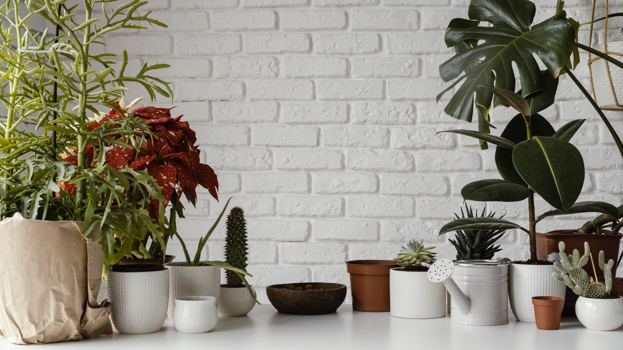 Plants that purify the air. Check which ones are worth having at home