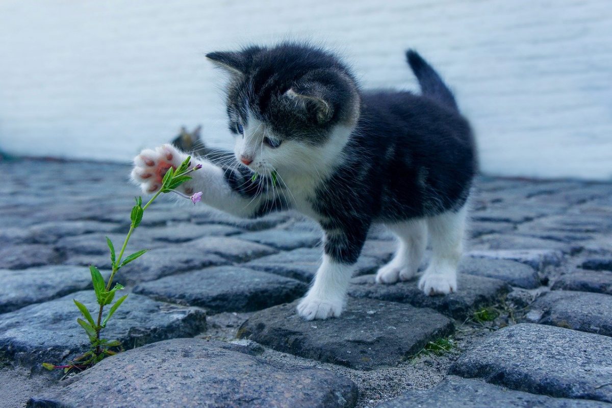 Plants are poisonous to cats – check!
