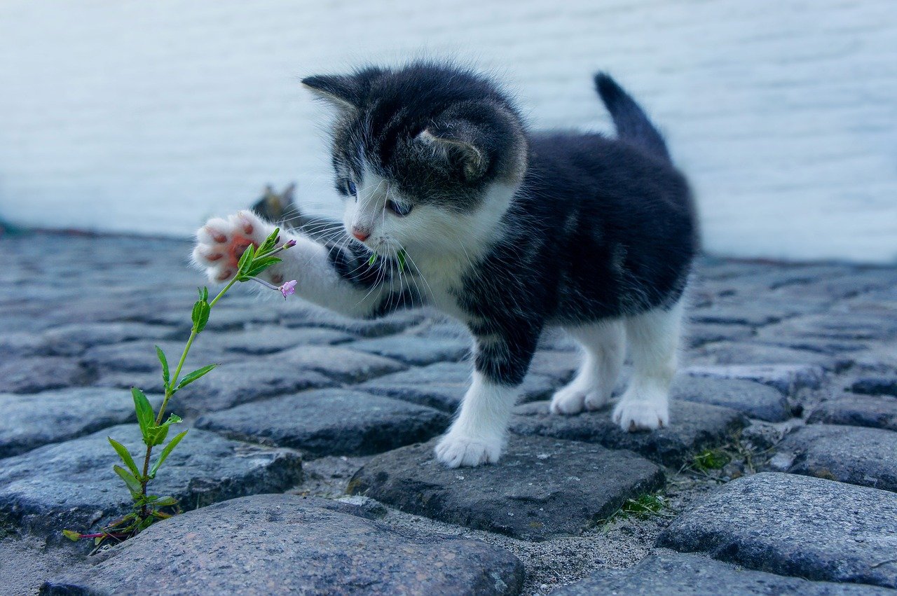 Plants are poisonous to cats – check!