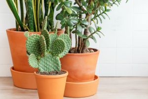 House flowers that like dark places