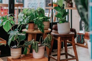 House flowers that like dark places