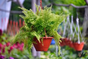 How to take care of a fern?