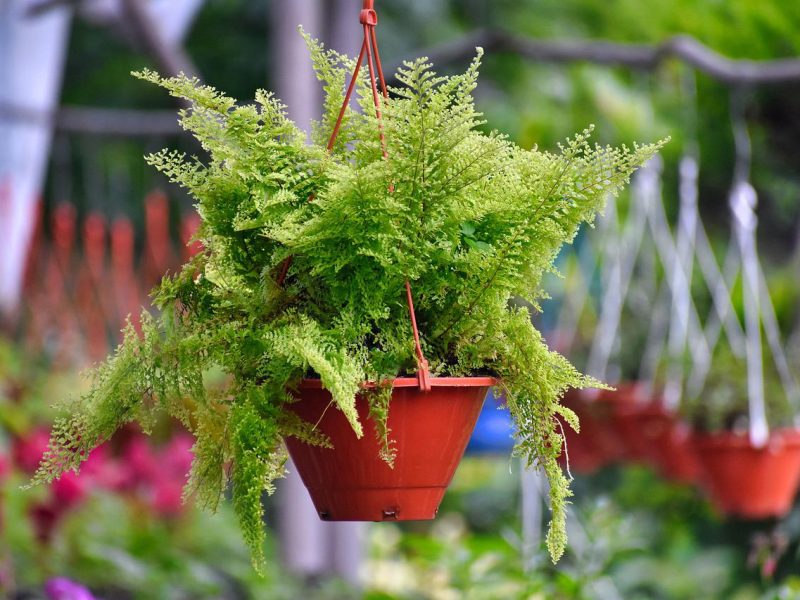 How to take care of a fern?