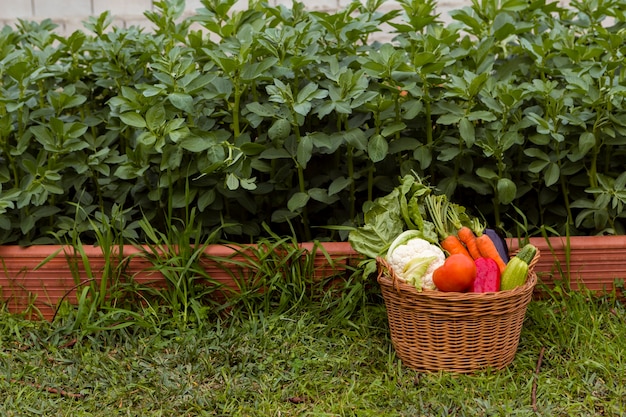 Creating a Sustainable Vegetable Garden in Your Backyard